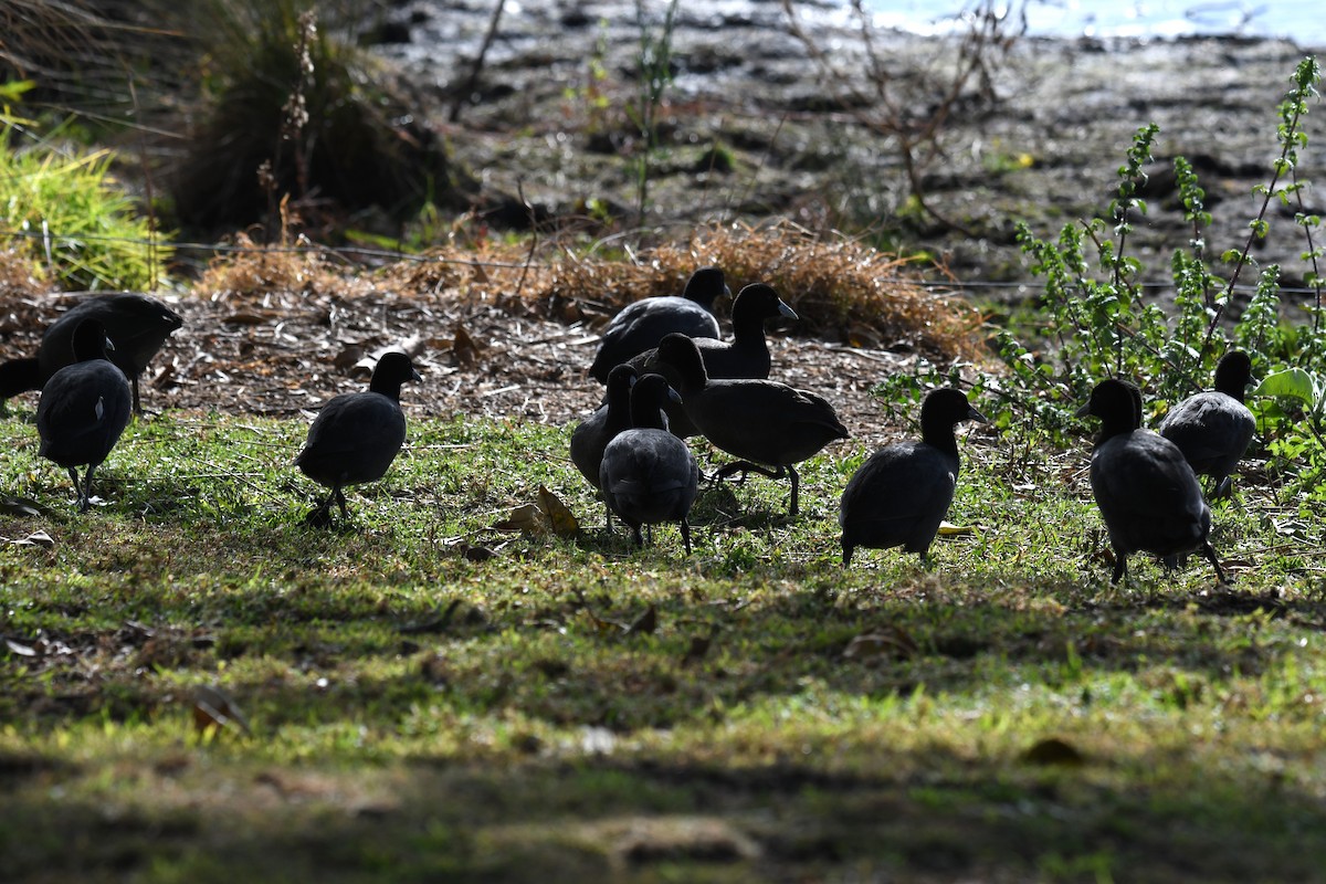 Eurasian Coot - ML588751481