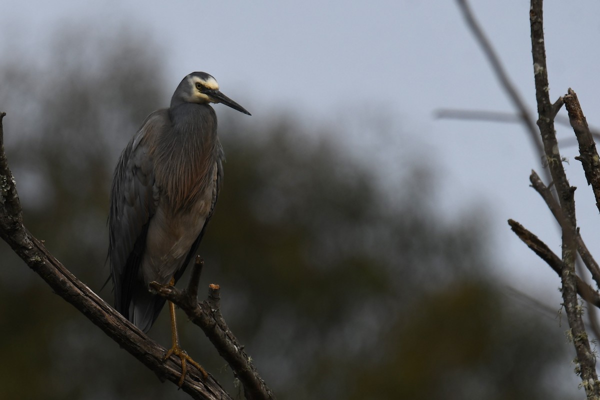 White-faced Heron - Chris Munson