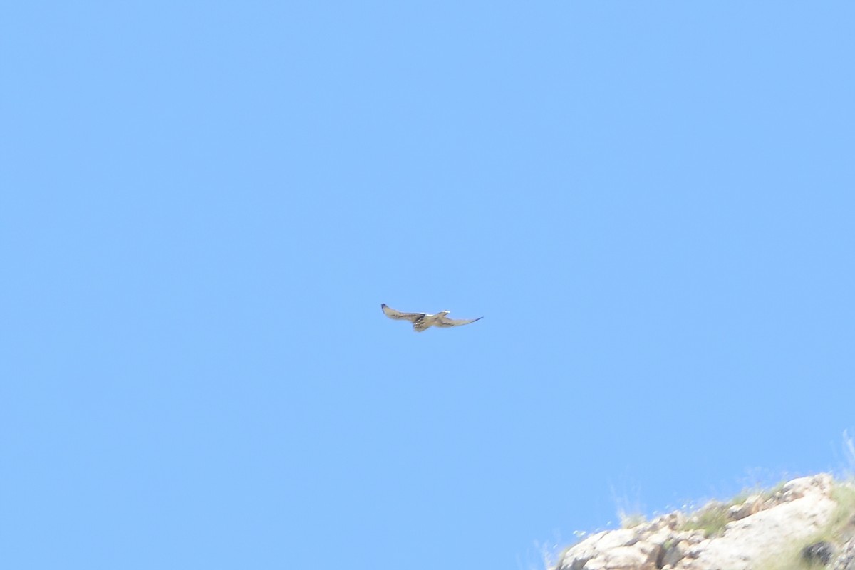 Saker Falcon - ML588754131