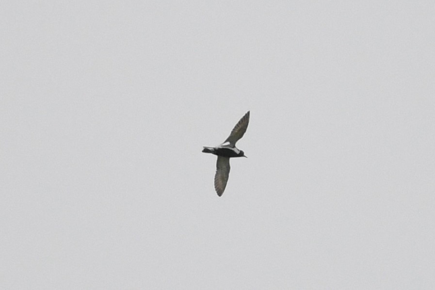 European Golden-Plover - Marcin Sołowiej