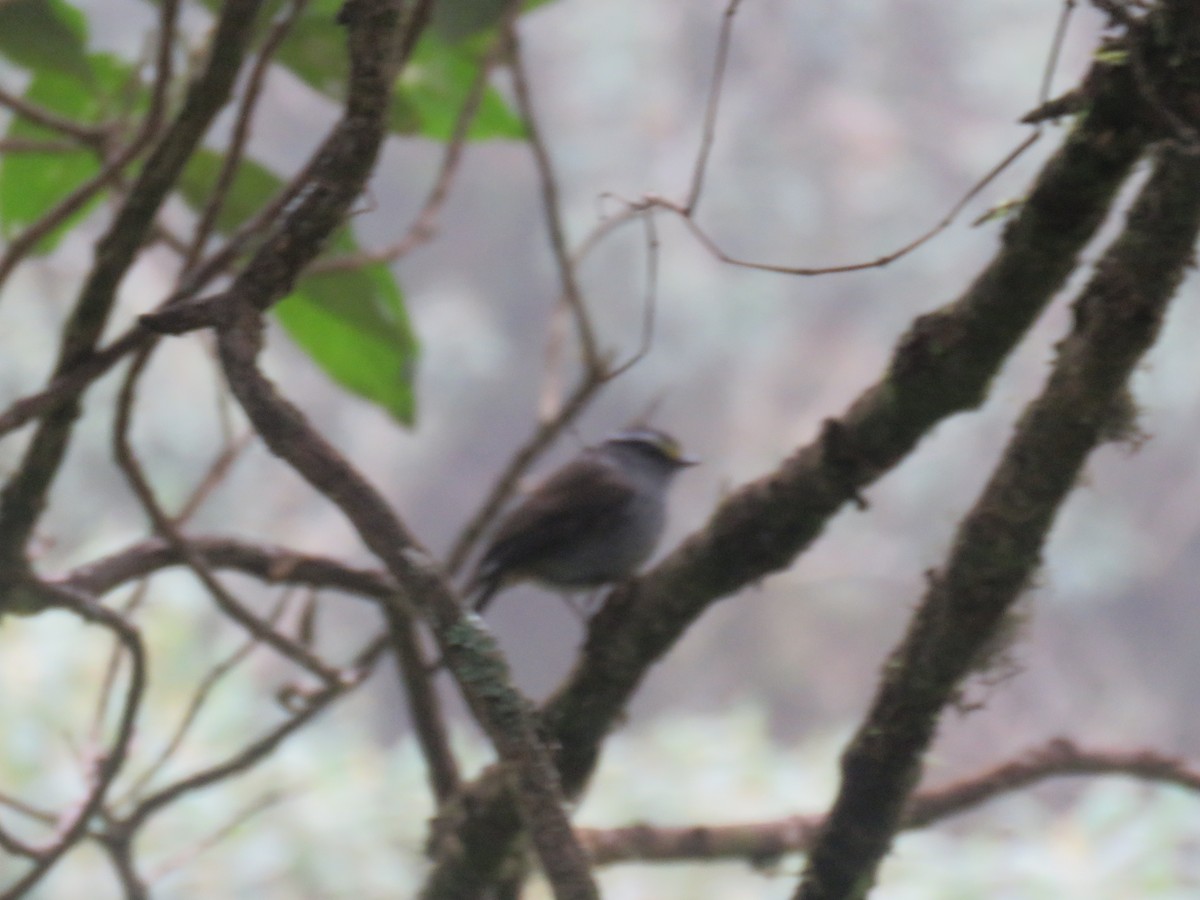 Crowned Chat-Tyrant - Daniel Uribe Espinosa