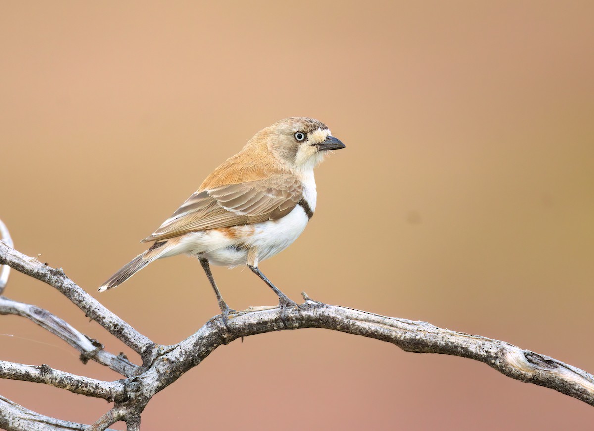 Banded Whiteface - Nik Mulconray