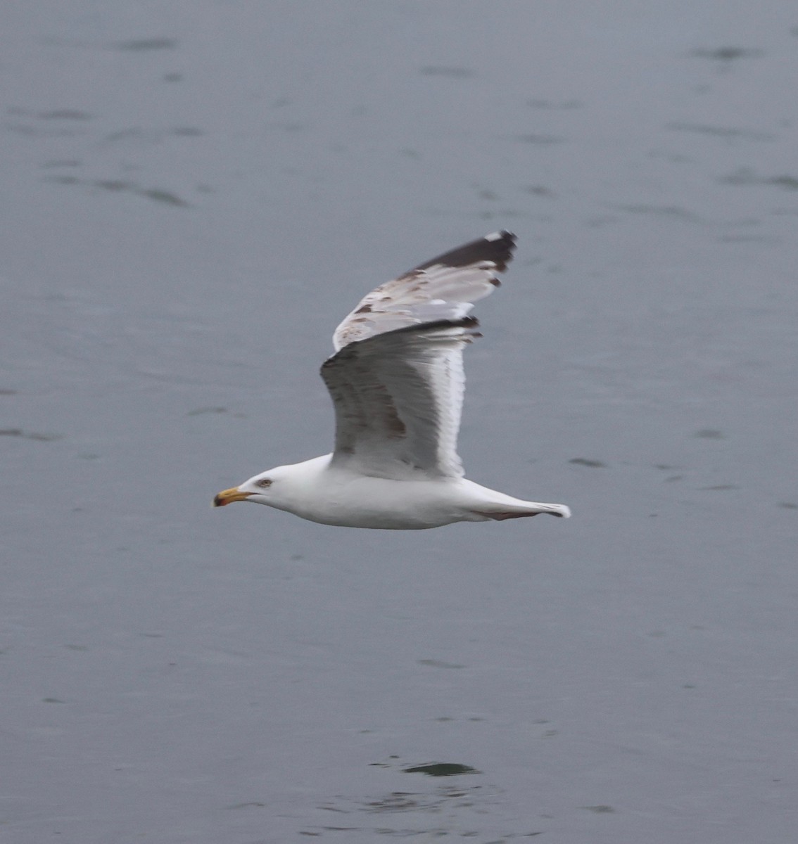 Gaviota Argéntea - ML588755351