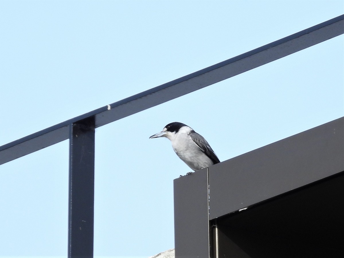 Gray Butcherbird - ML588755861