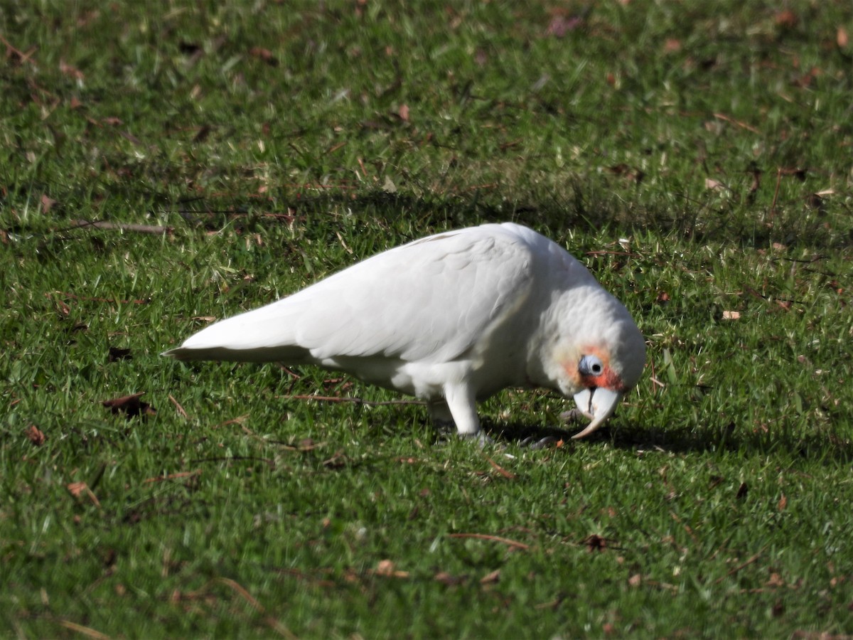 Long-billed Corella - ML588755871