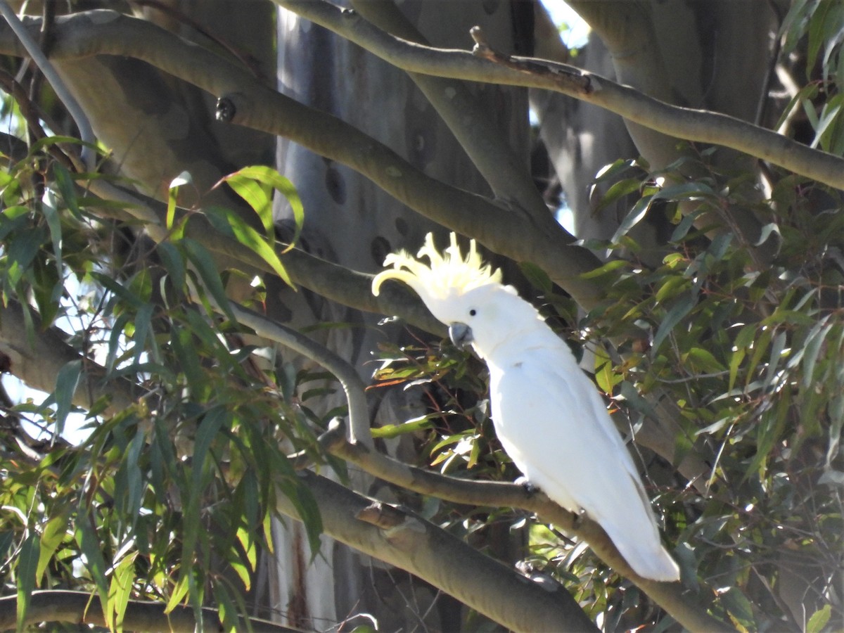 Sulphur-crested Cockatoo - ML588756031