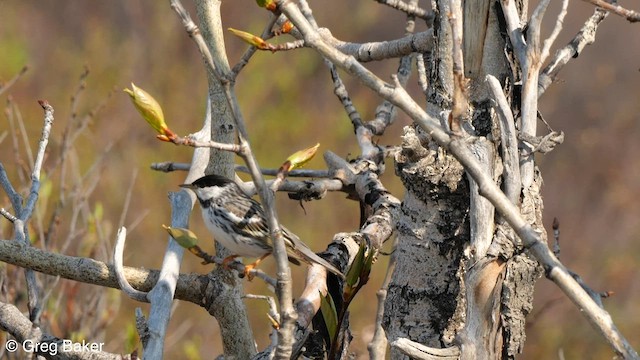 Blackpoll Warbler - ML588756421