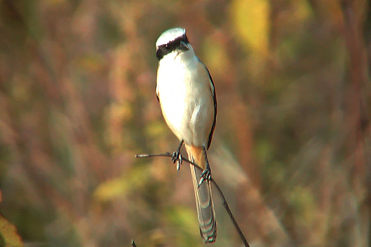 Long-tailed Shrike (erythronotus/caniceps) - ML588757151