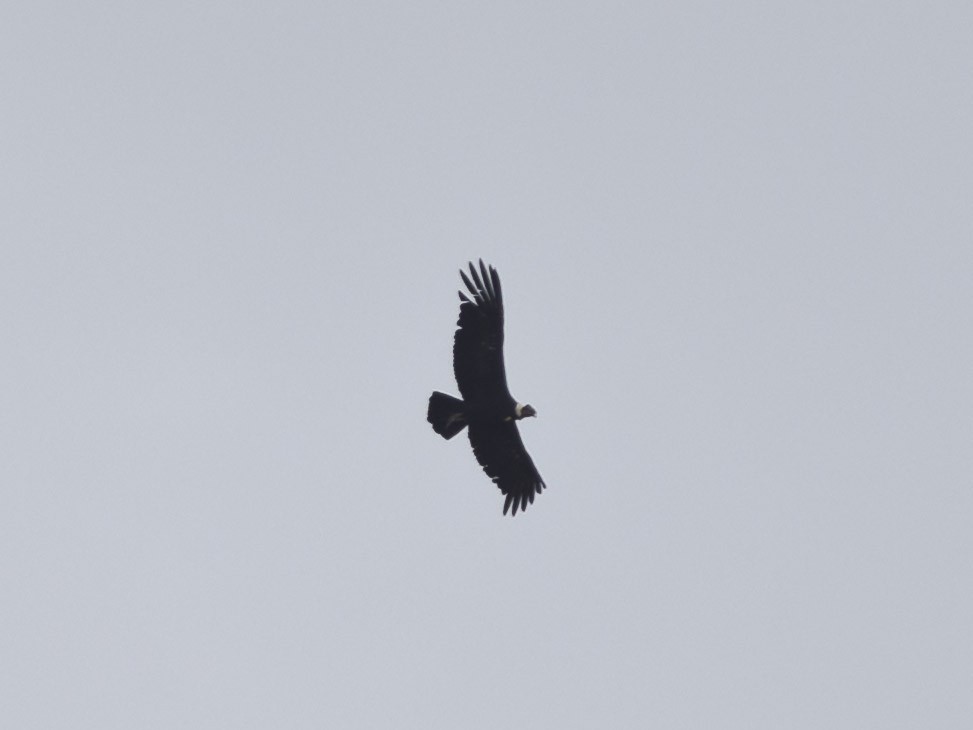Condor des Andes - ML58875771