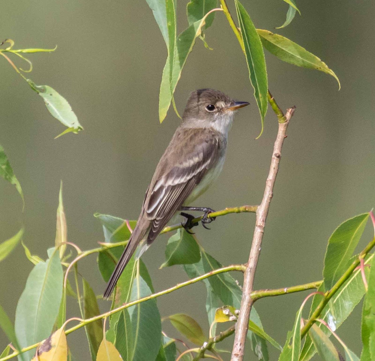 Willow Flycatcher - ML588758641