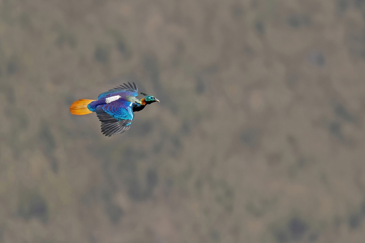 Himalayan Monal - ML588758731