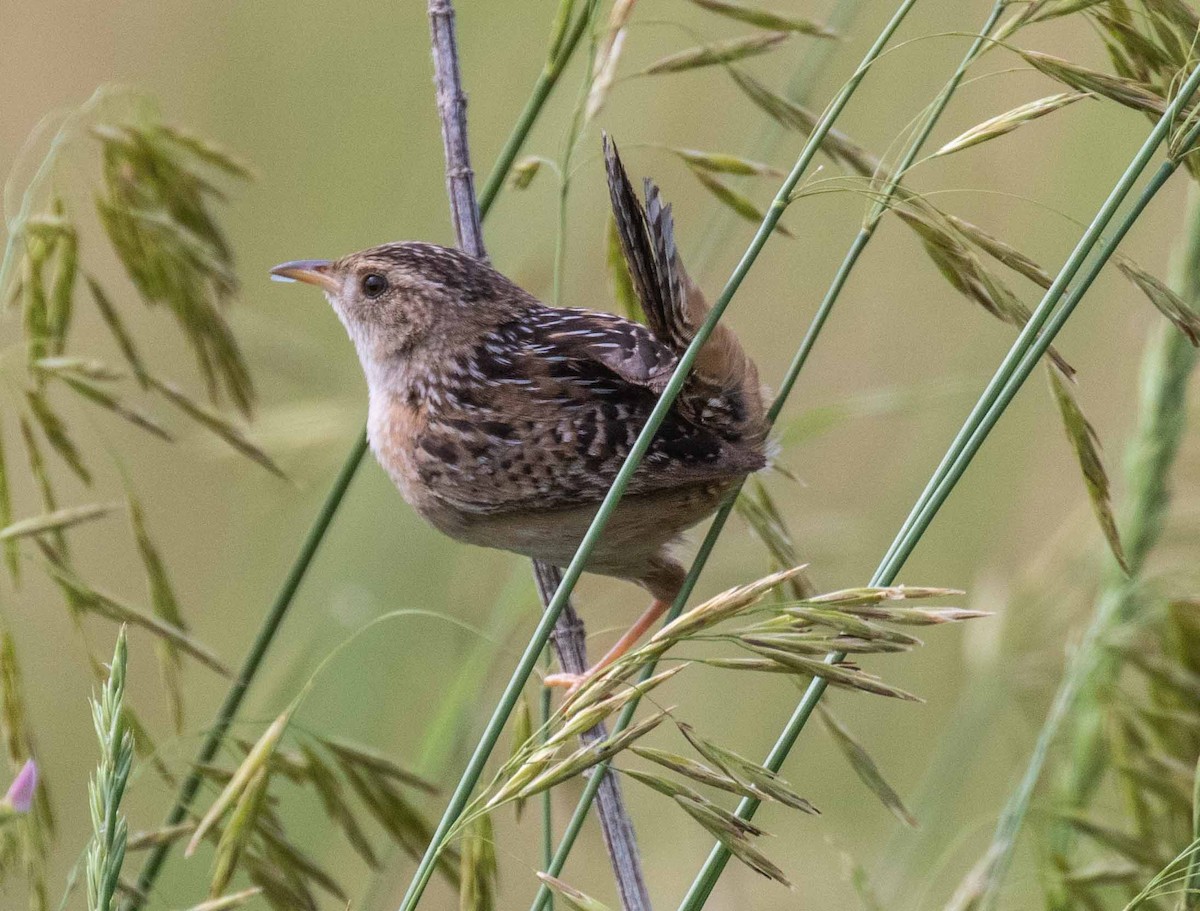 Sedge Wren - David Crotser