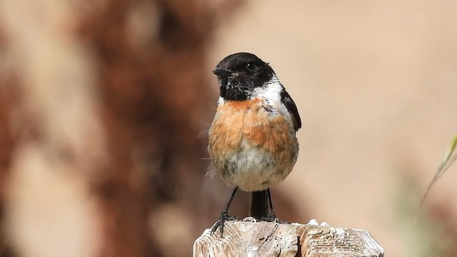 European Stonechat - ML588759131