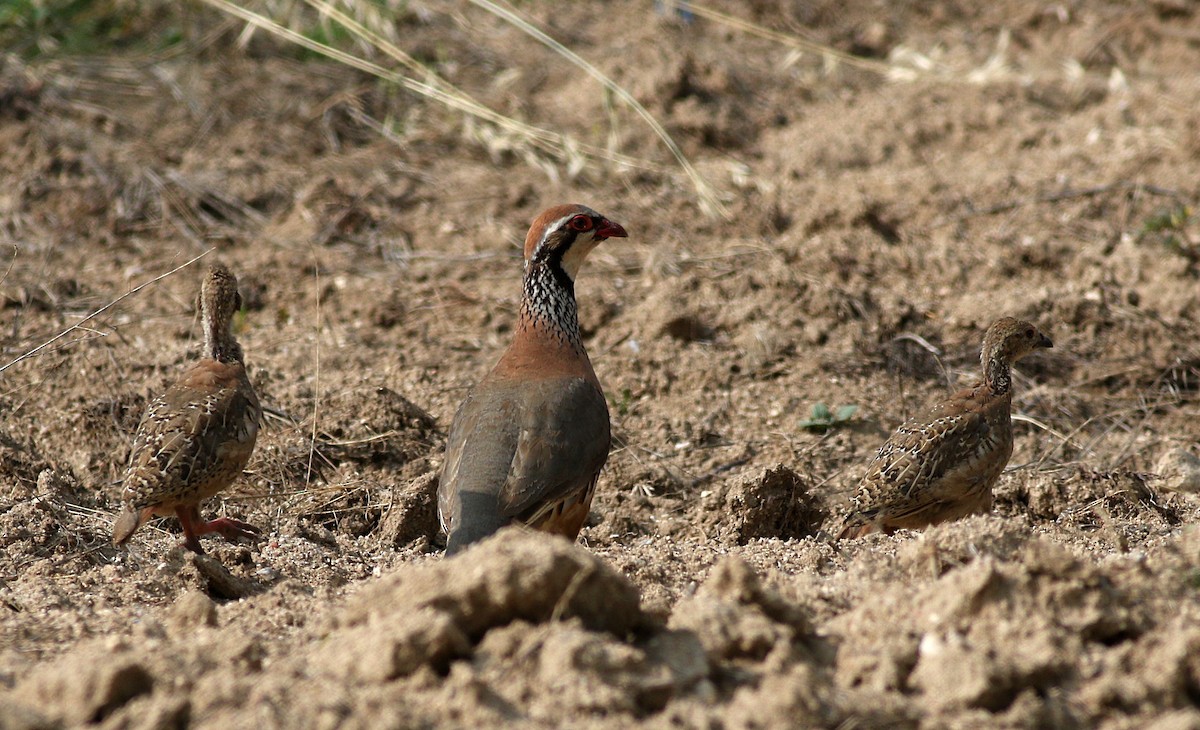 Red-legged Partridge - ML588759781