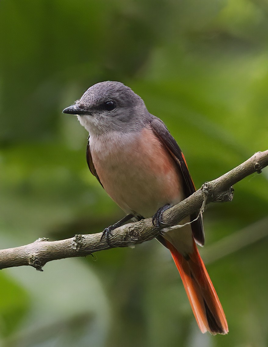 Rosy Minivet - Manjunath Desai