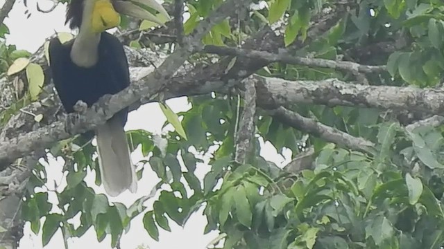 Wreathed Hornbill - ML588761421