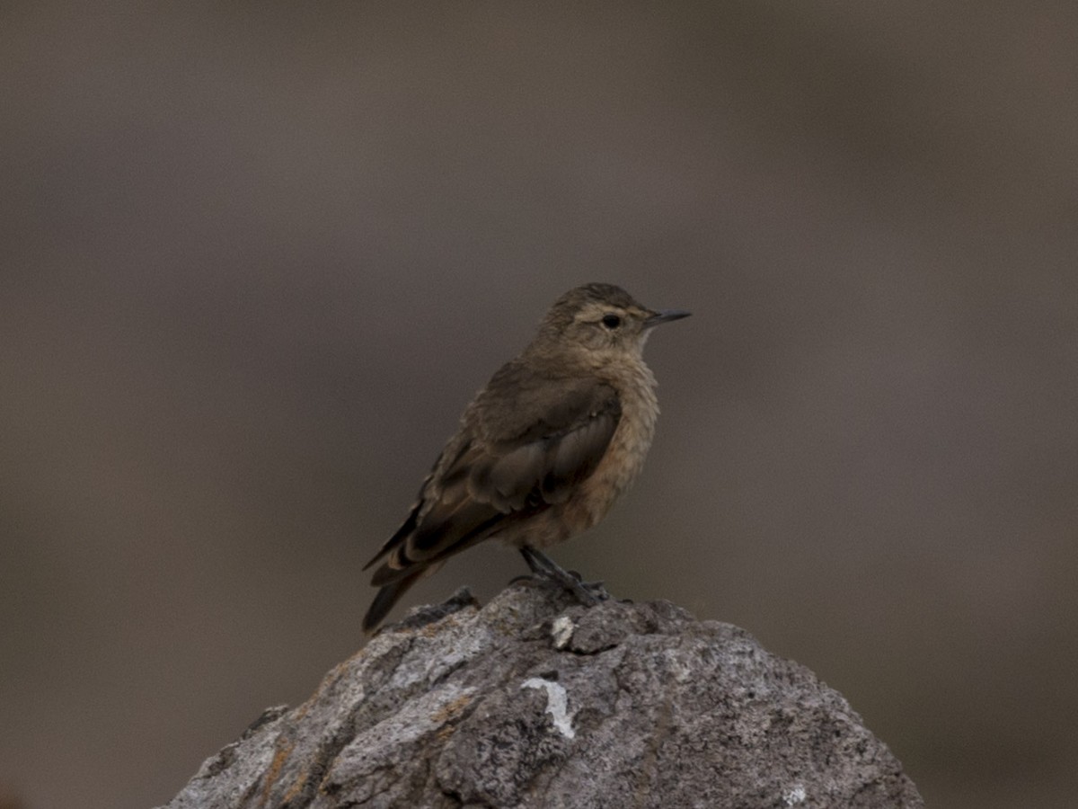 Géositte à ailes rousses - ML58876181