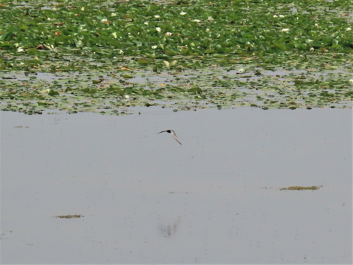 Black Tern - Randy Morgan