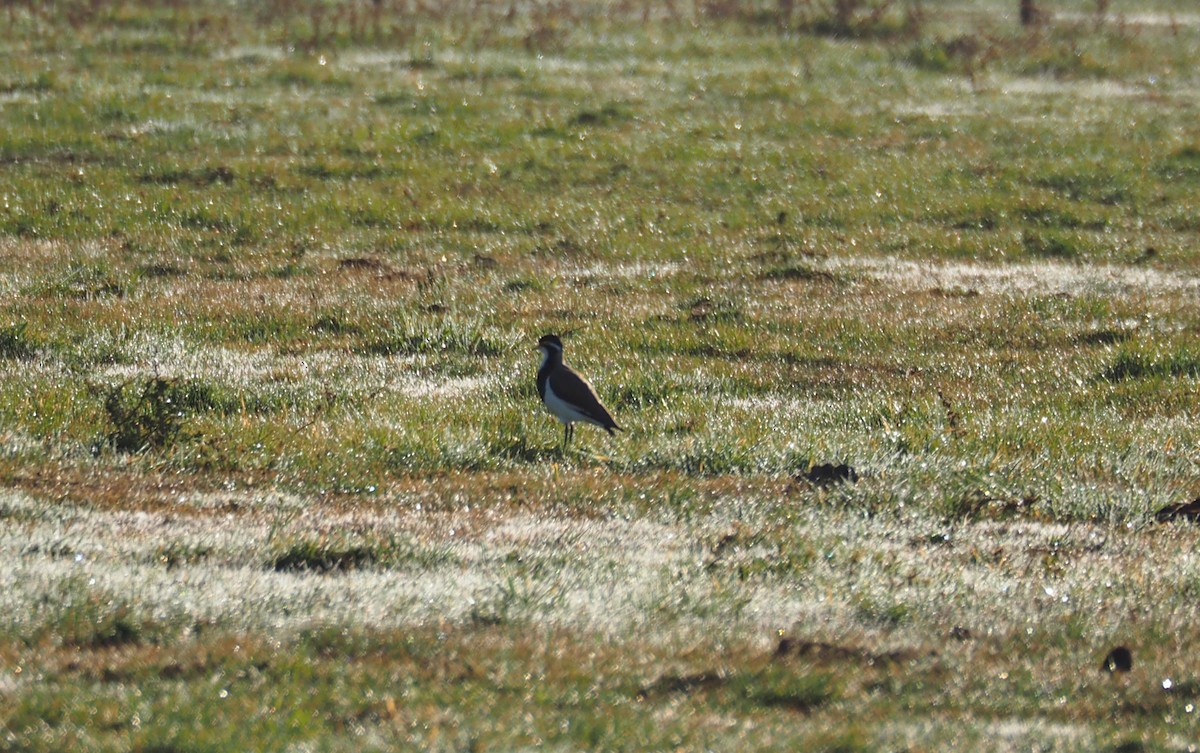 Banded Lapwing - Isaac Clarey