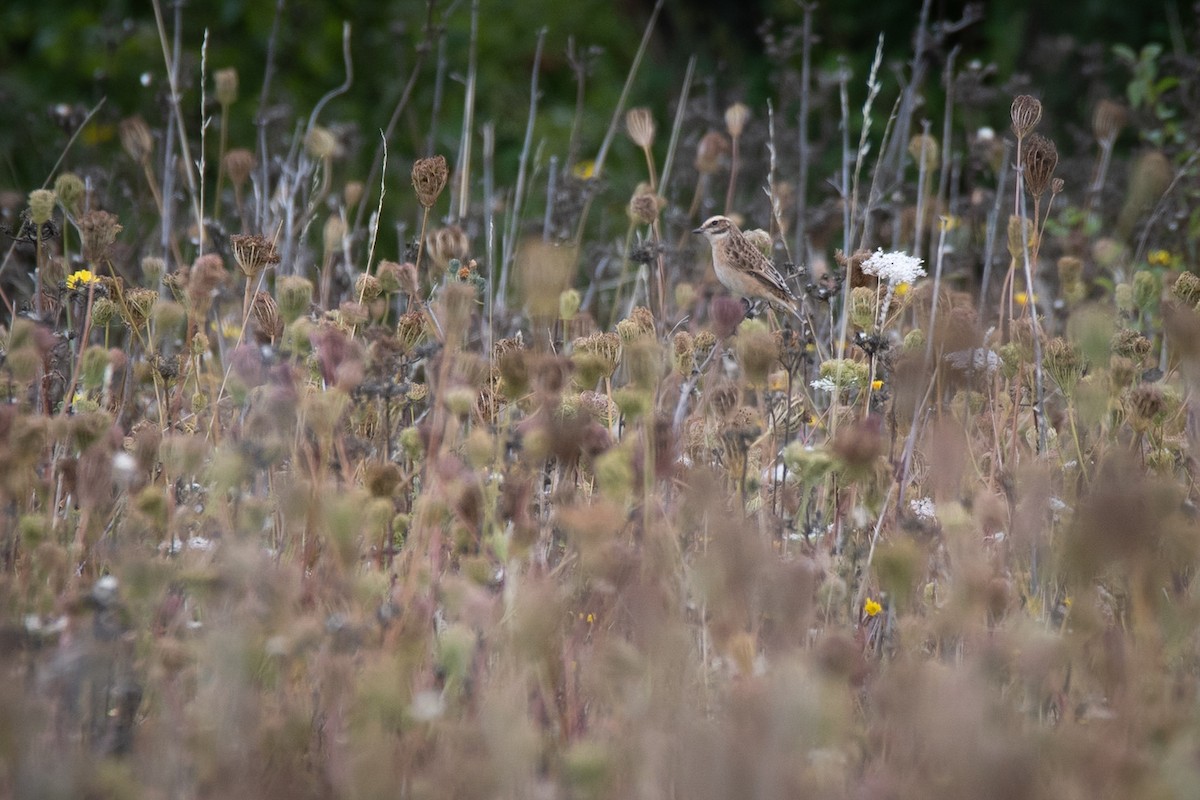 Whinchat - ML588763801