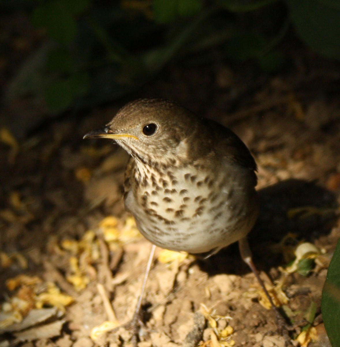 Gray-cheeked Thrush - Gerald Teig