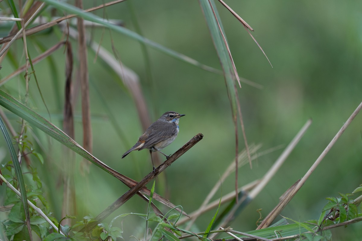 Bluethroat - ML588764581