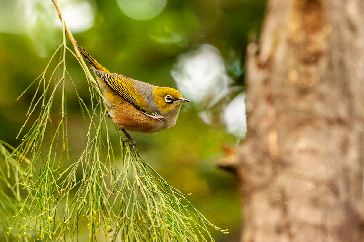 Silvereye - Joel Poyitt