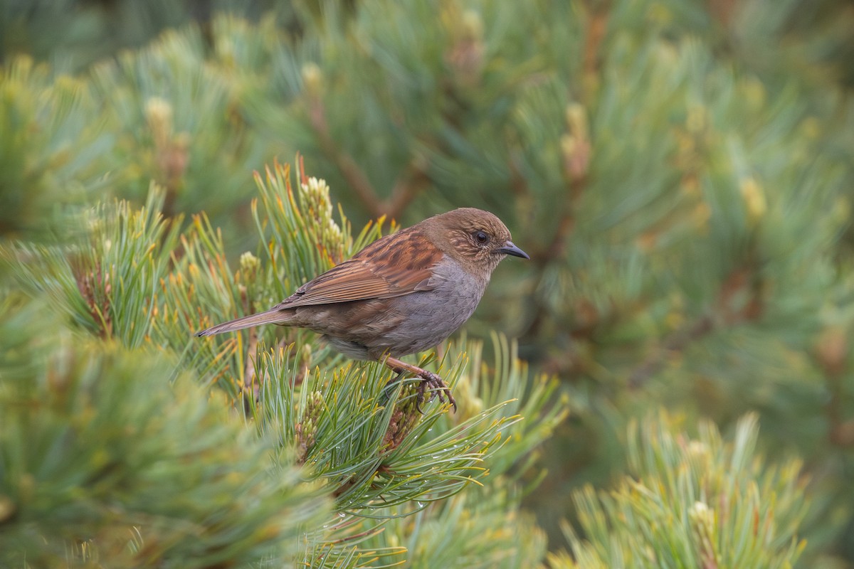 Japanese Accentor - Jen Wei Yip