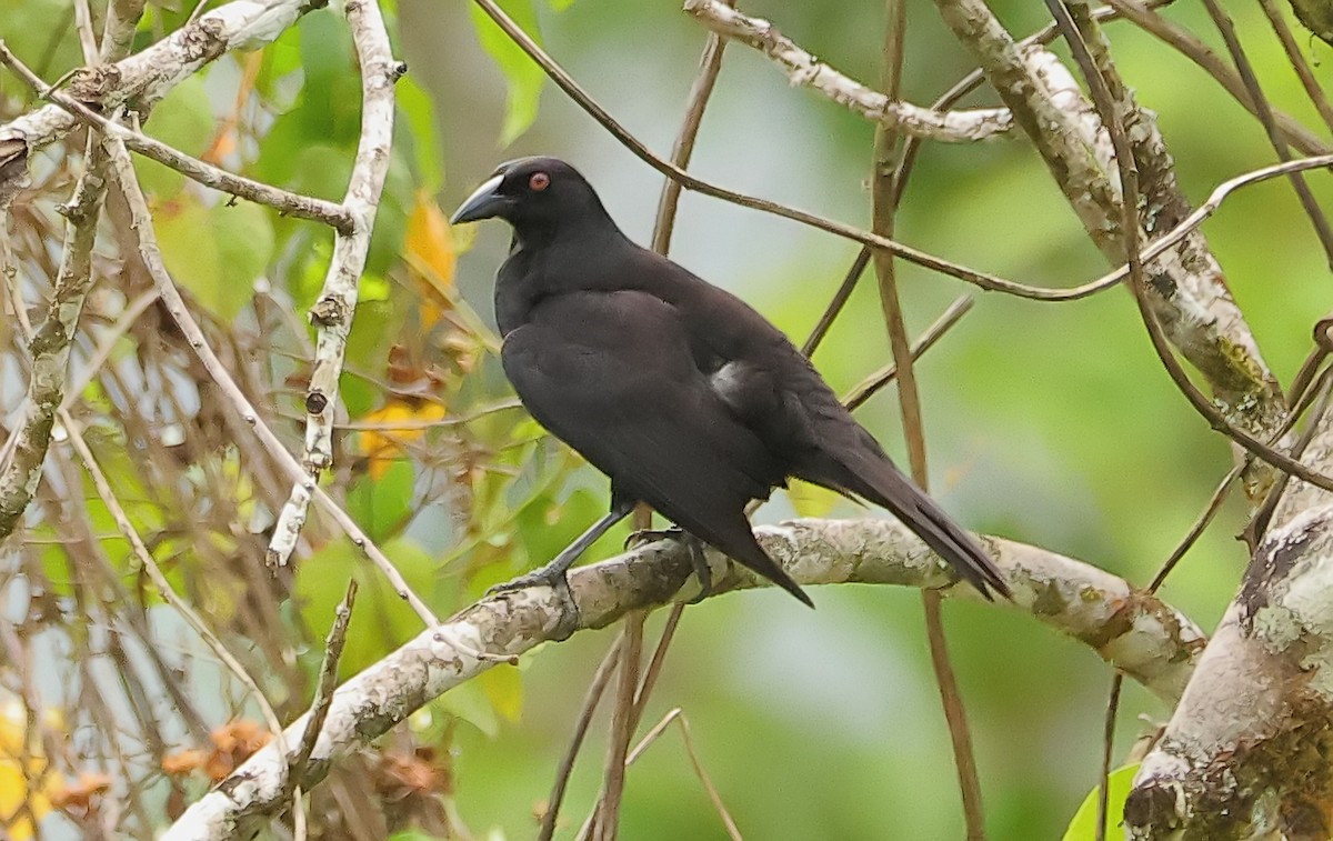 Giant Cowbird - ML588765641