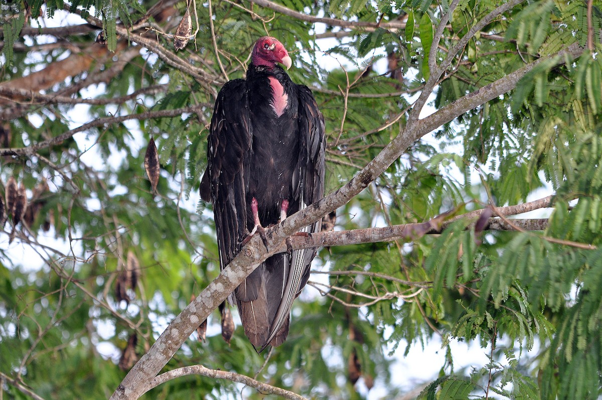 Turkey Vulture (Northern) - ML588766331