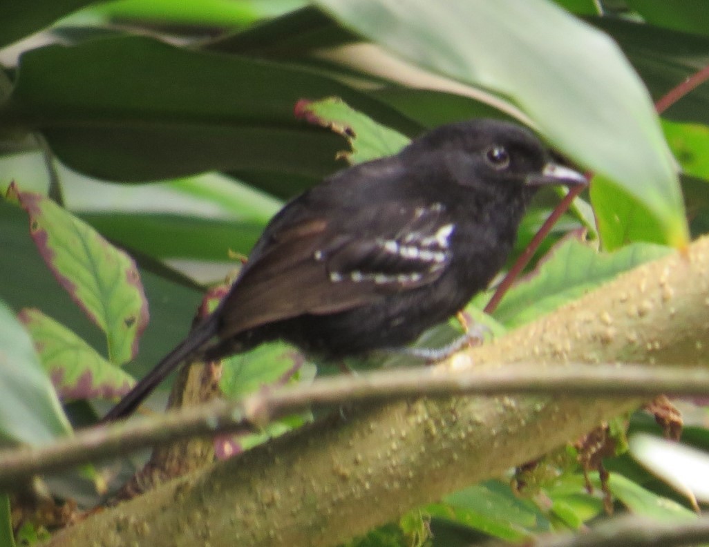 Variable Antshrike - Mary Asselin