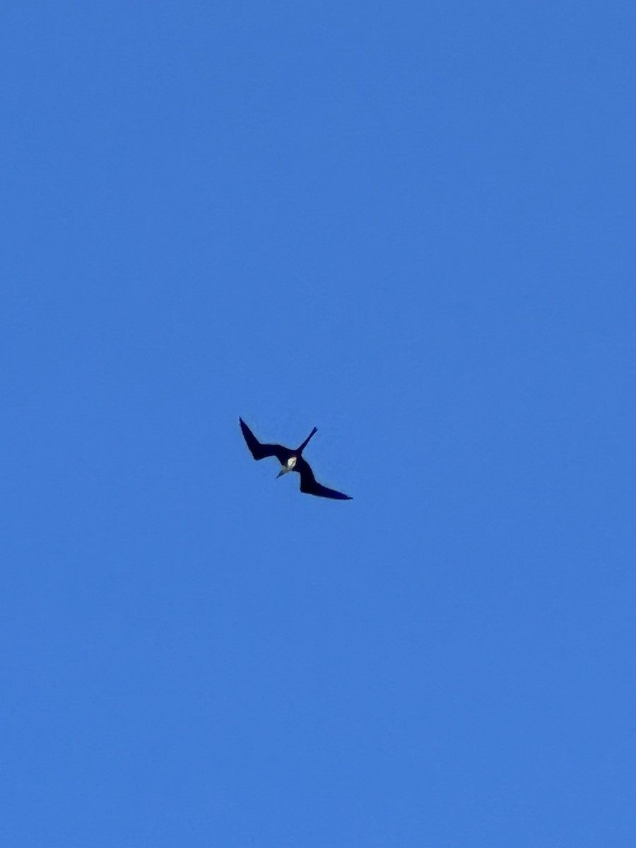 Magnificent Frigatebird - ML588766711