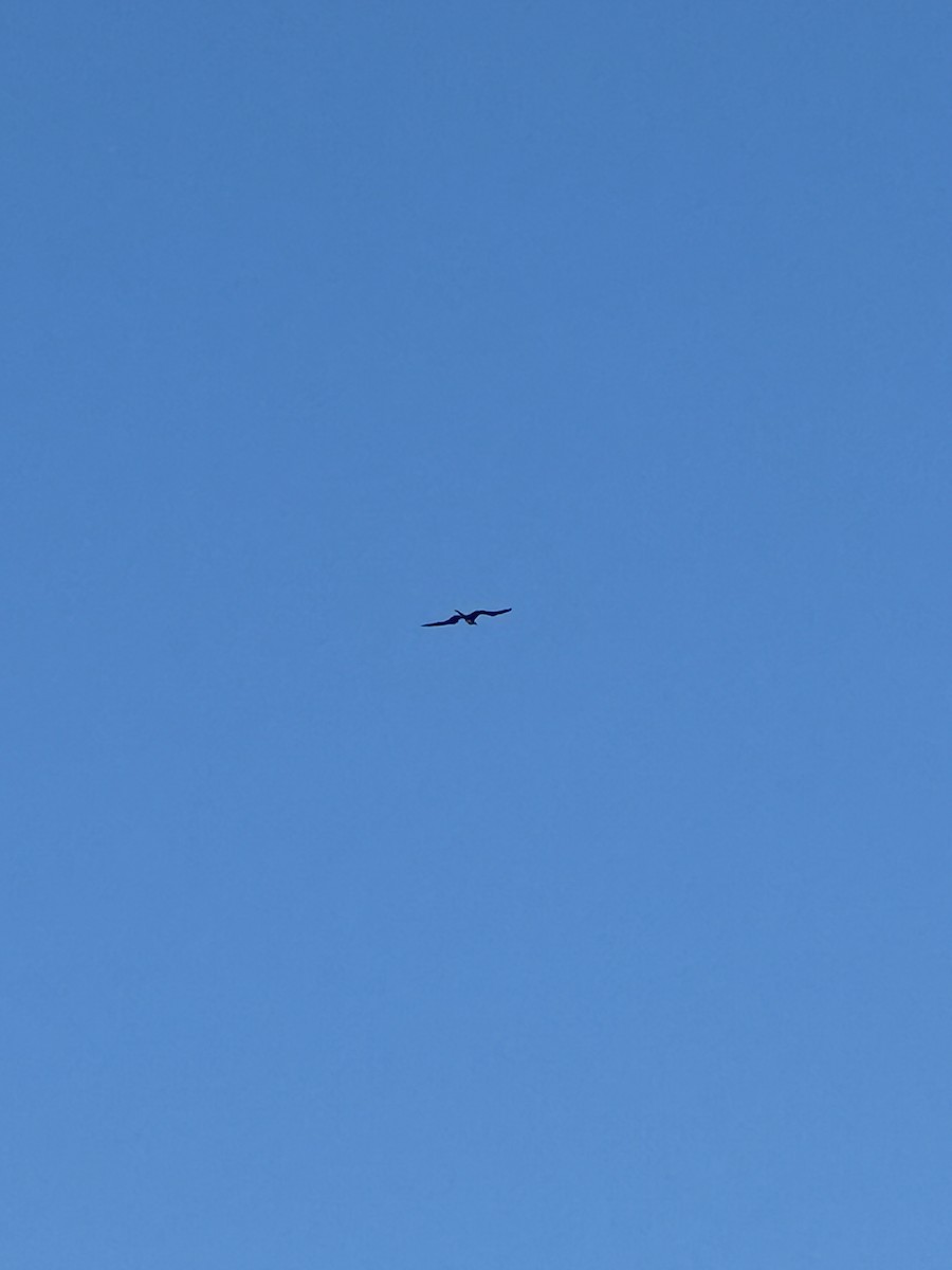 Magnificent Frigatebird - Jenn Clementoni