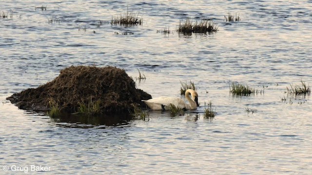 Trumpeter Swan - ML588767141