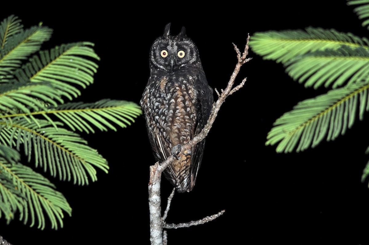 Hibou maître-bois - ML588767291