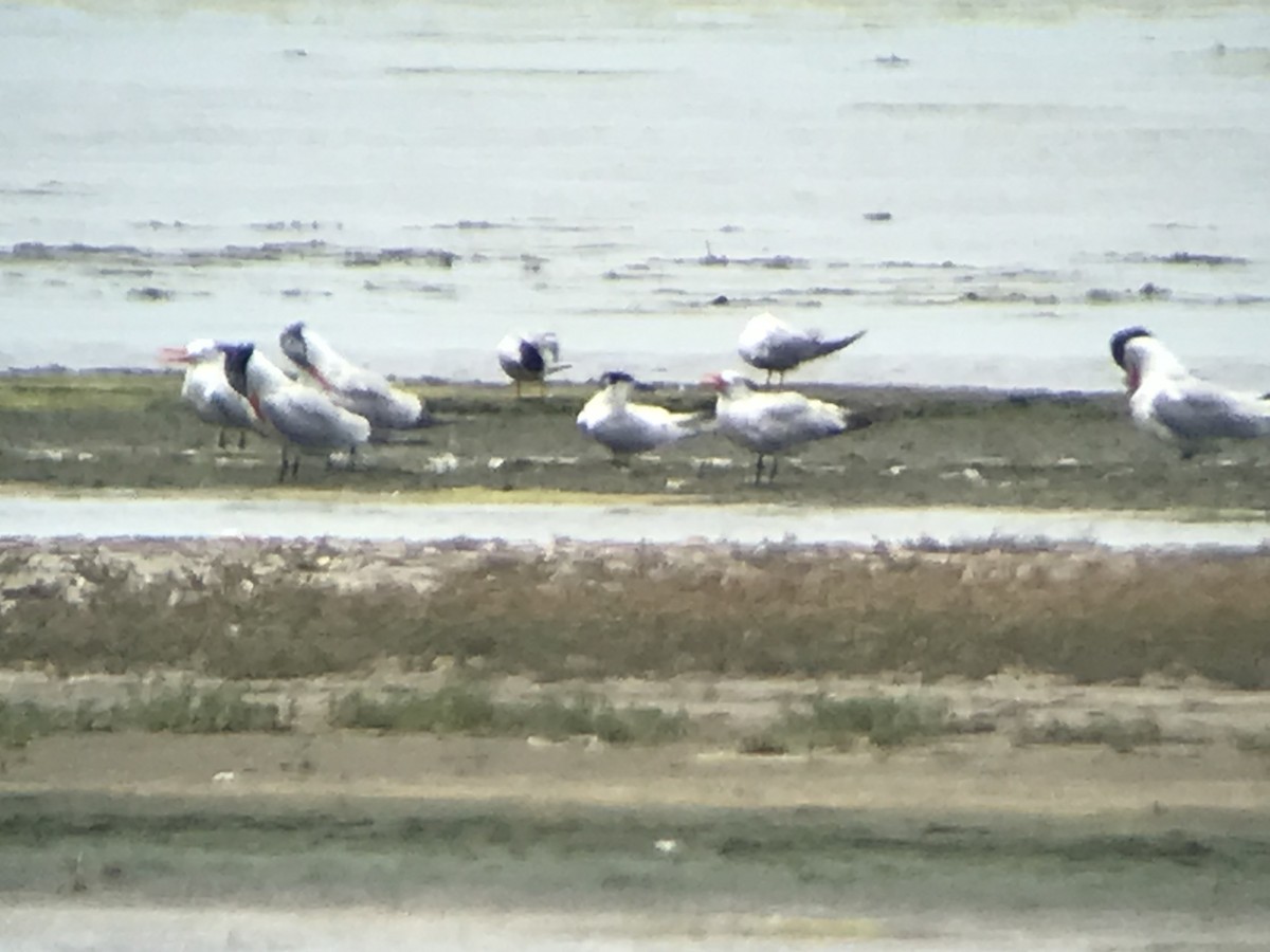 Sandwich Tern - ML588767441