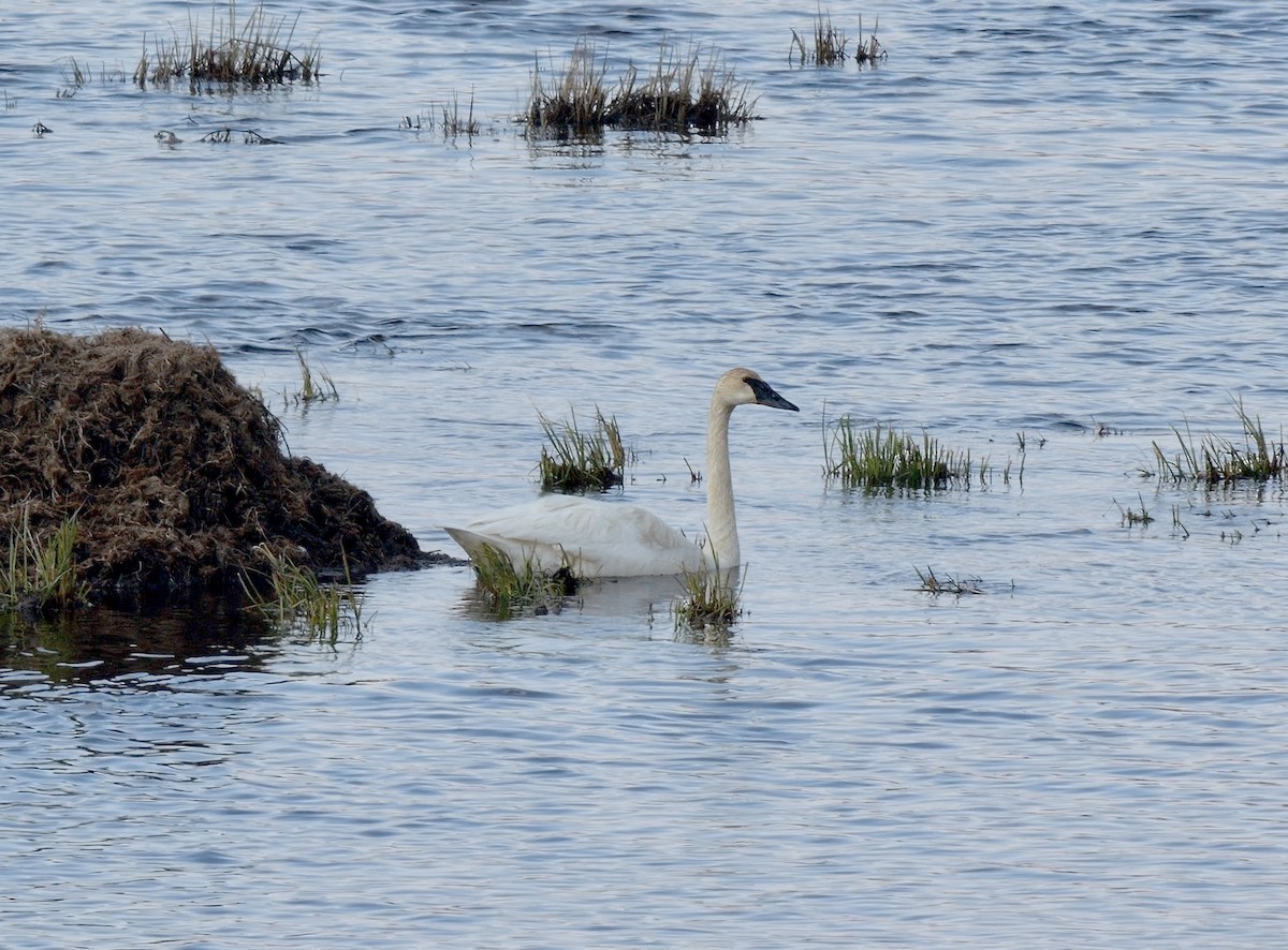 Trumpeter Swan - ML588767691