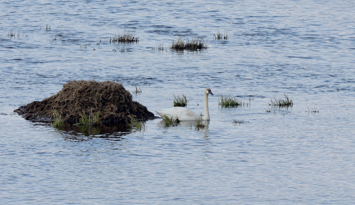 Trumpeter Swan - ML588767701