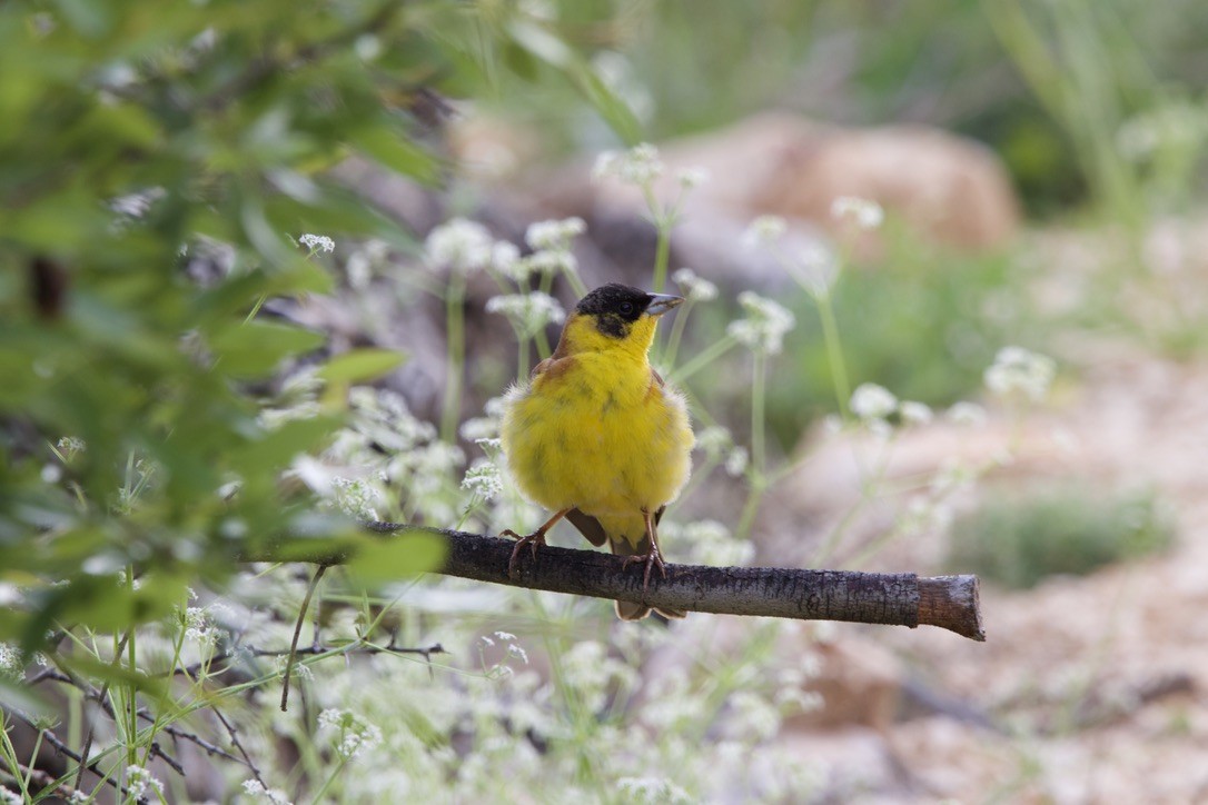 Black-headed Bunting - ML588767851