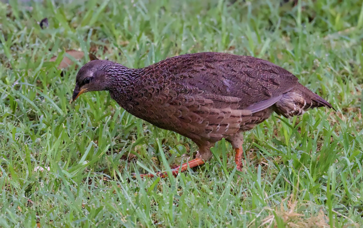 Hildebrandt's Spurfowl - ML588768111