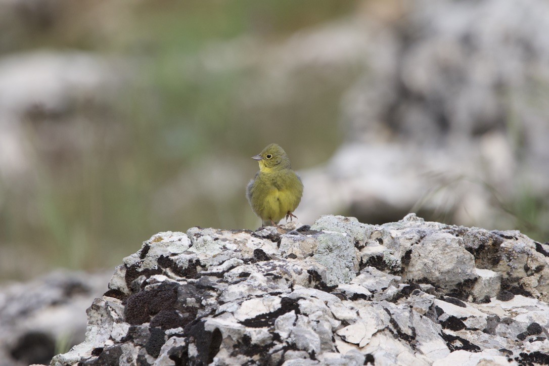 Cinereous Bunting (Yellow-bellied) - ML588768131