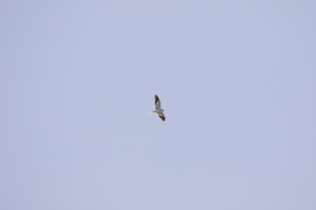Black-winged Kite (Asian) - ML588768461