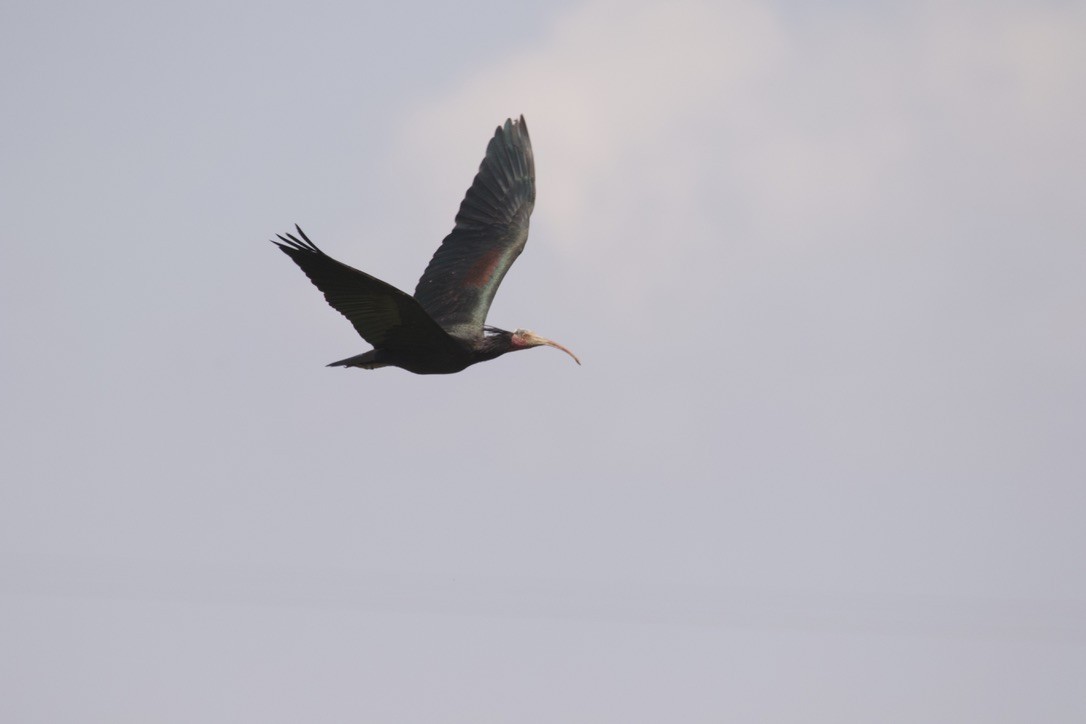 ibis skalní - ML588768601