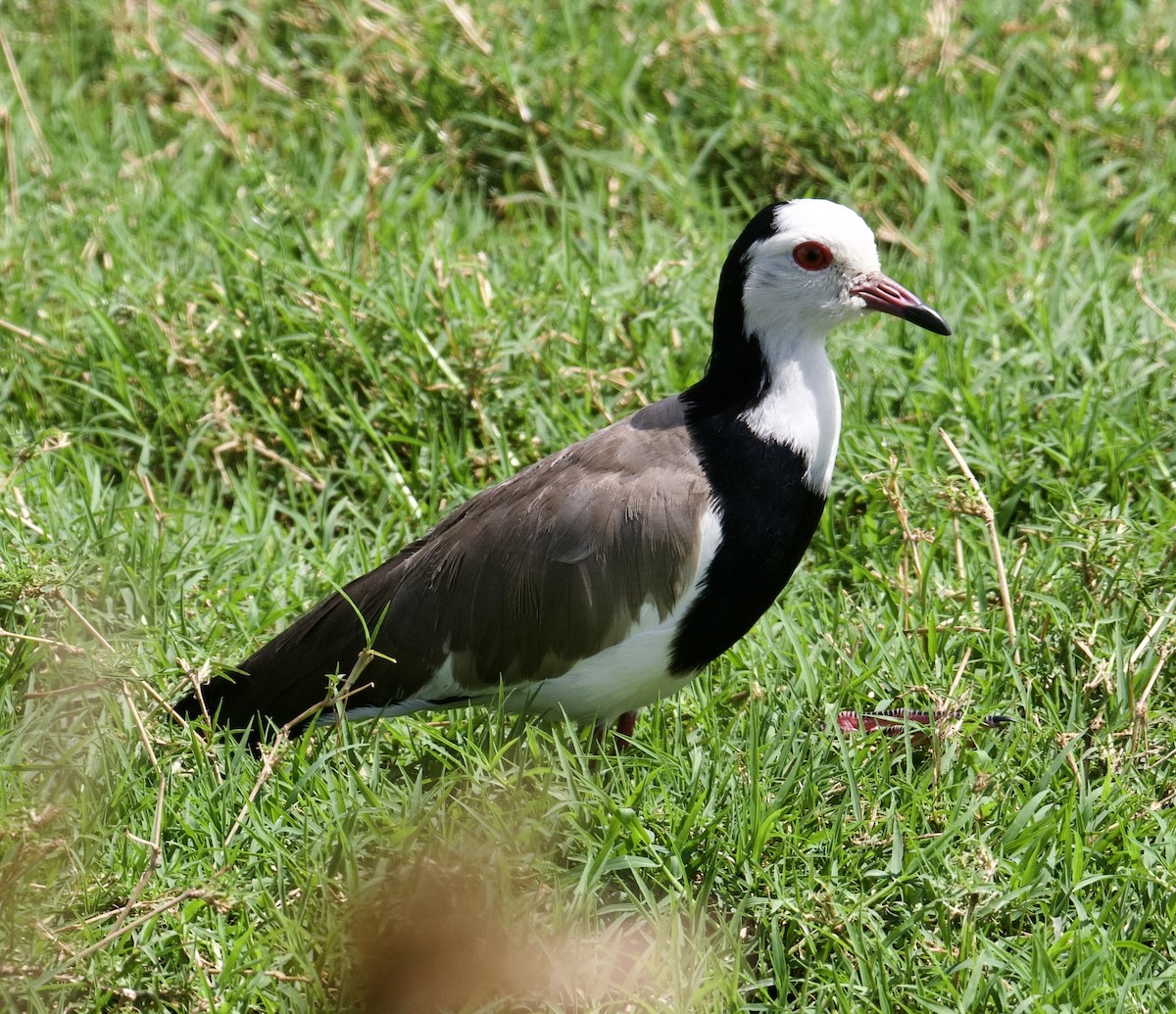 Vanneau à ailes blanches - ML588768611