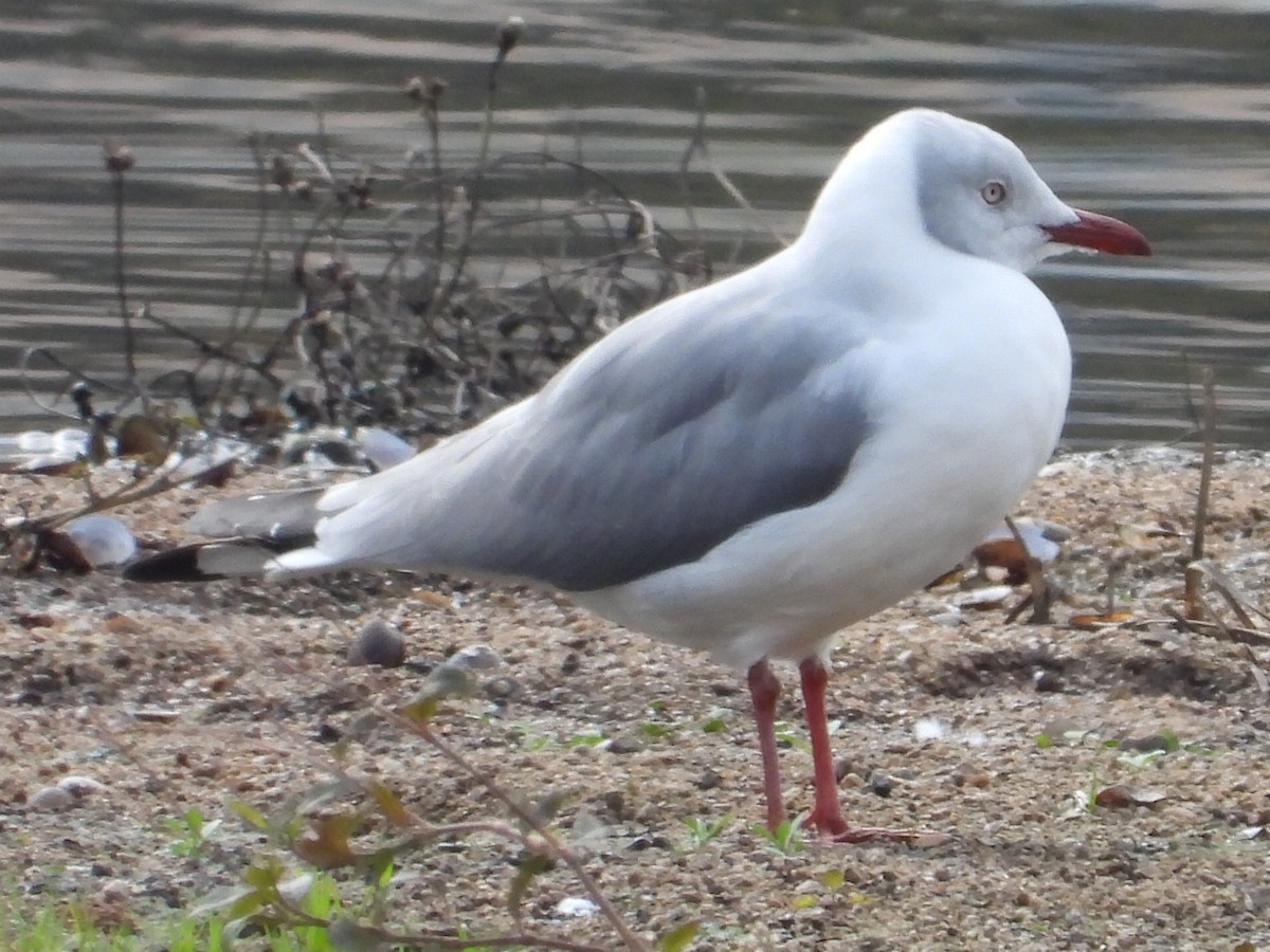 Gray-hooded Gull - ML588769441