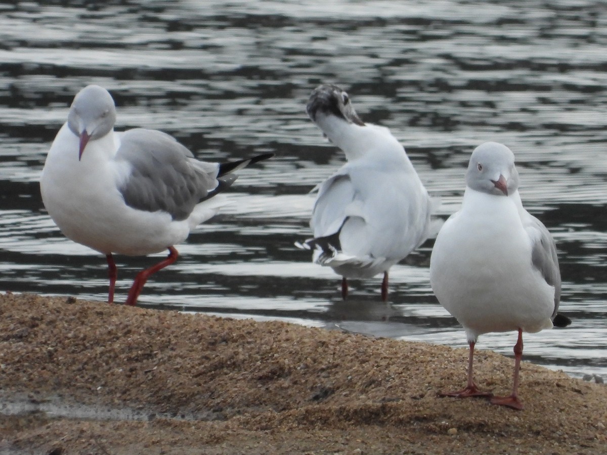 Gray-hooded Gull - ML588769491