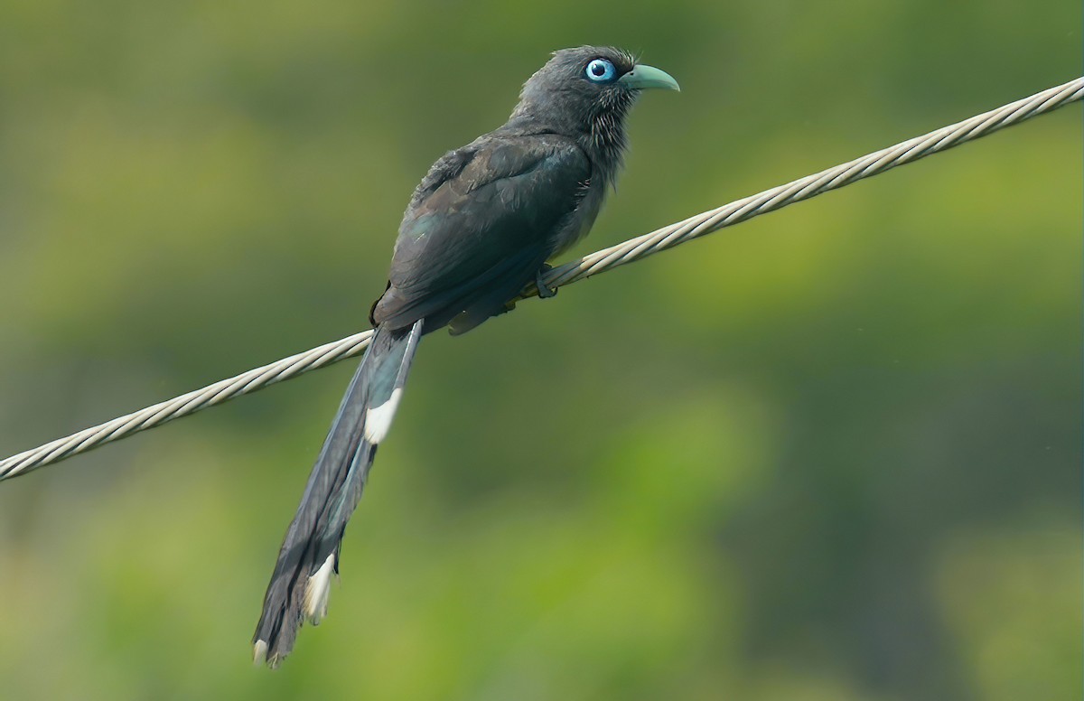 Blue-faced Malkoha - Sudip Simha