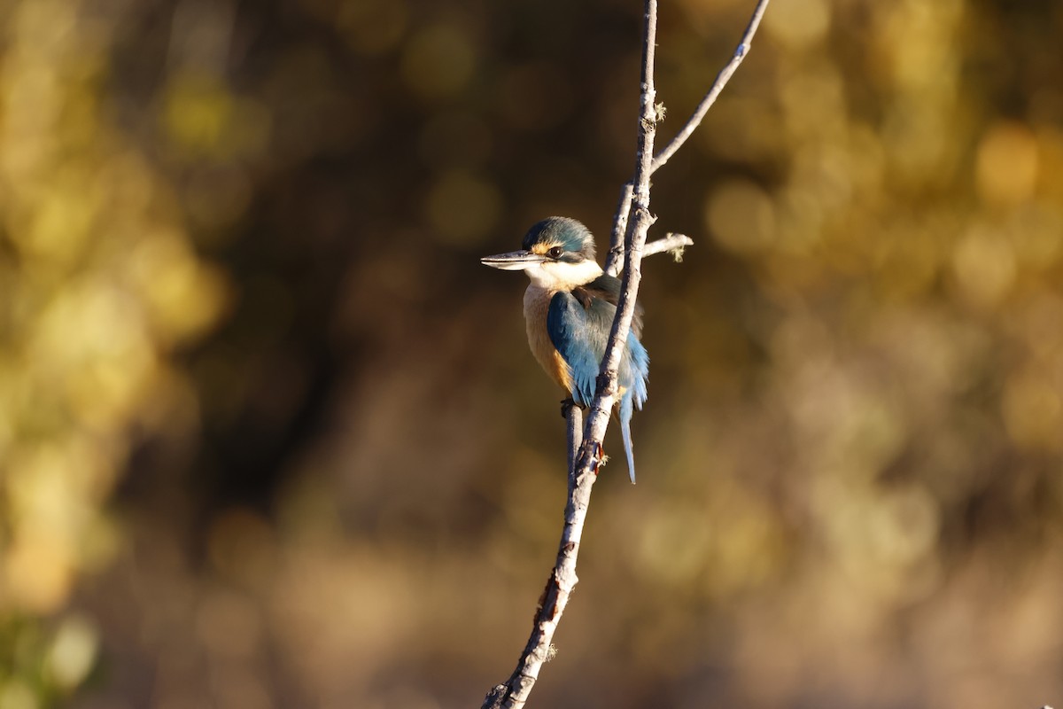 Sacred Kingfisher - ML588770301