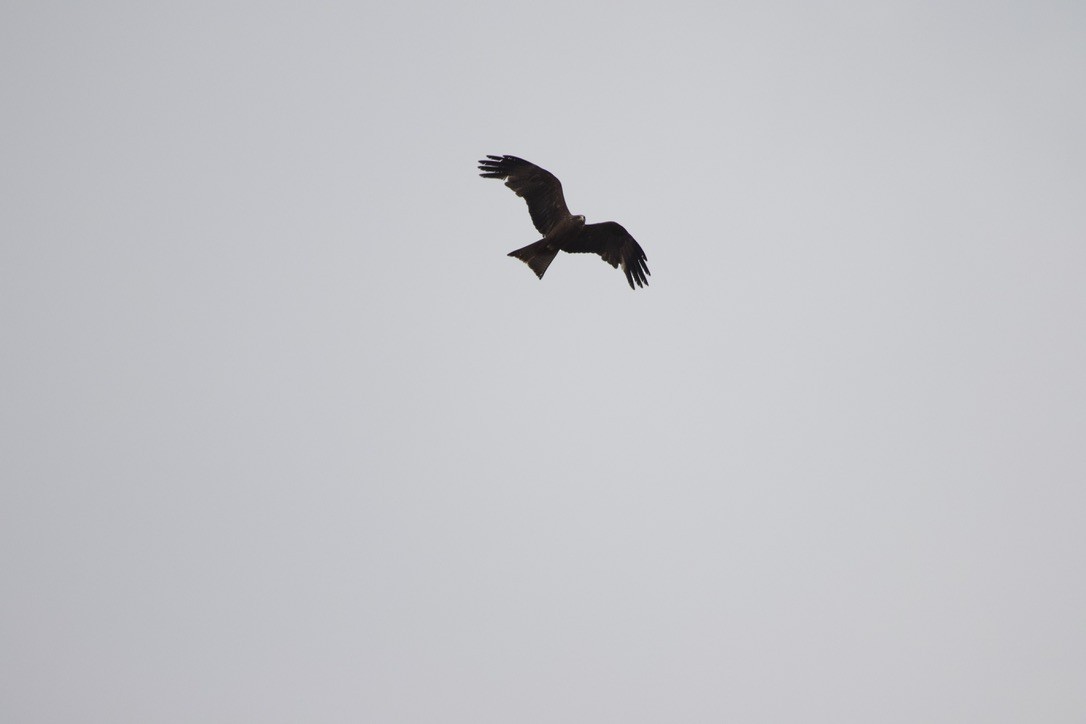 Black Kite - ML588770901