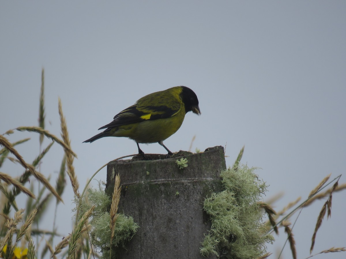 Hooded Siskin - Daniel Uribe Espinosa